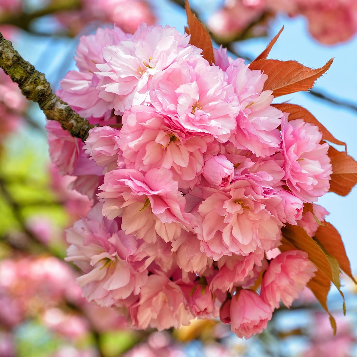Van Zyverden Ornamental Tree Cherry Kwanzan 1 Plant Root Stock Pink Partial Sun Ornamental/Decorative 4 lb