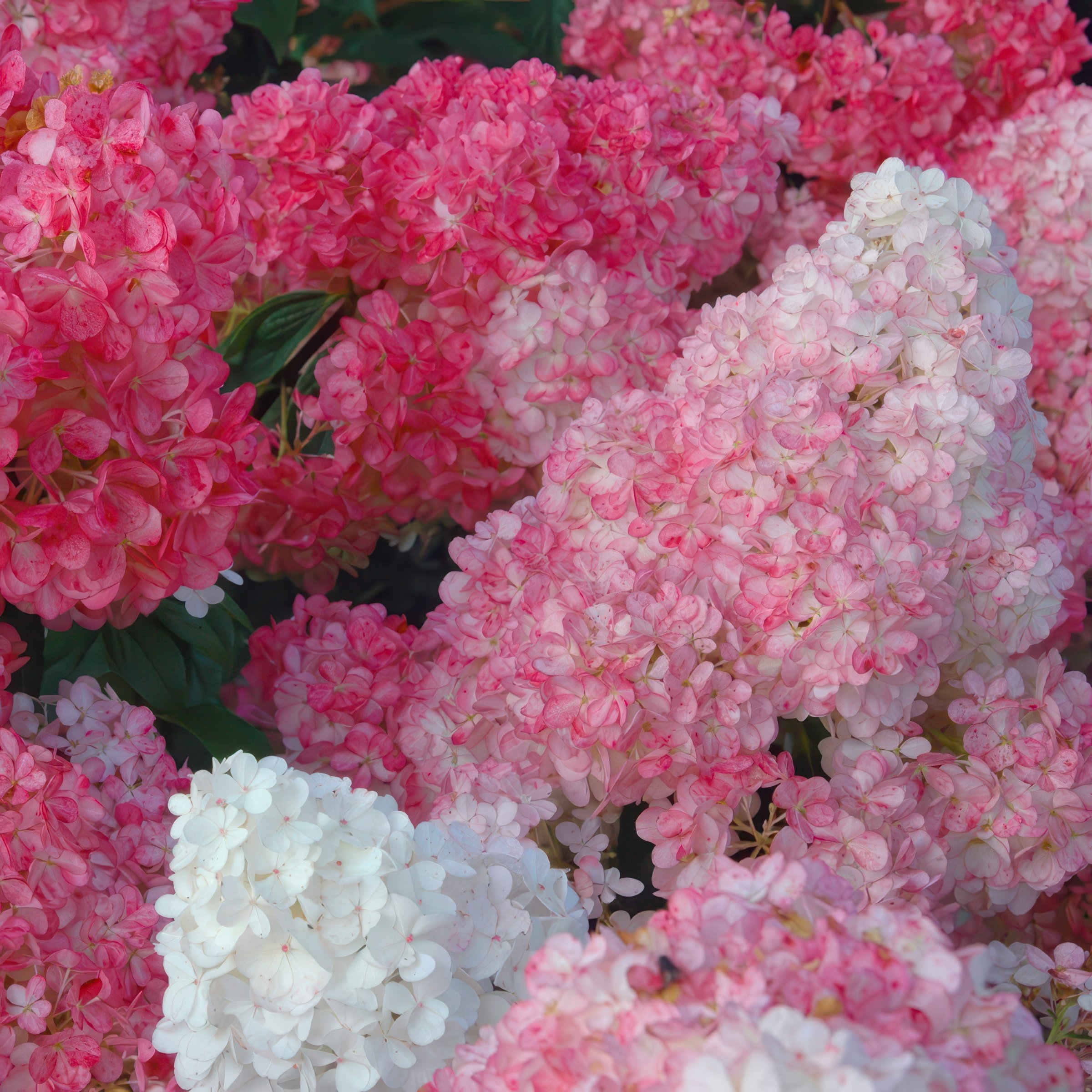 National Plant Network 1 gal. Hydrangea Vanilla Strawberry Tree