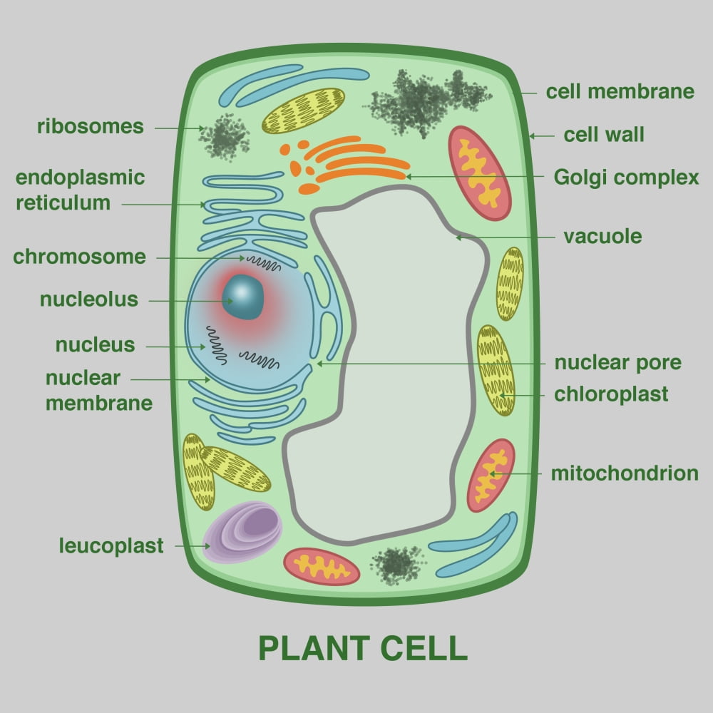 Plant Cell Poster Print by Gwen ShockeyScience Source - Walmart.com ...