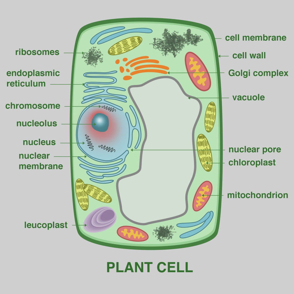 plant-cell-printable