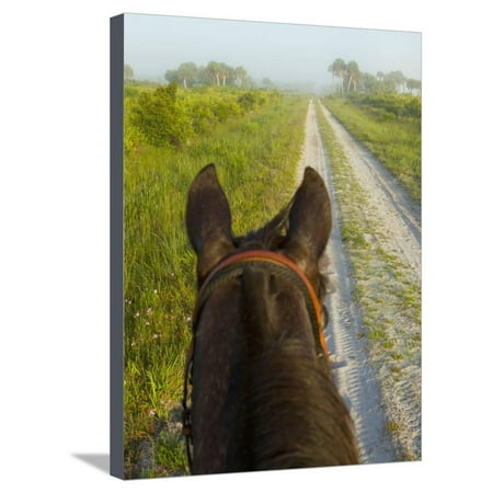 Horse Trails at Kissimmee Prairie Preserve State Park, Florida, Usa Stretched Canvas Print Wall Art By Maresa