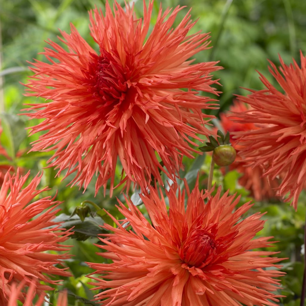 Van Zyverden Dahlias Orange Marmalade Set of 5 Bulbs Orange Part Sun ...