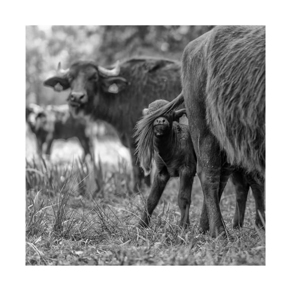 Gert Van Den 'Hide And Seek' Canvas Art