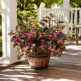 thumbnail image 5 of Artificial Greenery Plants Outdoor, 5 Pcs Red Faux Coleus Plants UV Resistant Silk Plants with Stems, Fake Plants for Outside Garden Patio Hanging Planter Pathway Front Porch Decoration, 5 of 8
