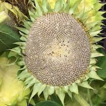 Harris Seeds 50 Dwarf Grey Stripe Plant Seed, Eye Catching