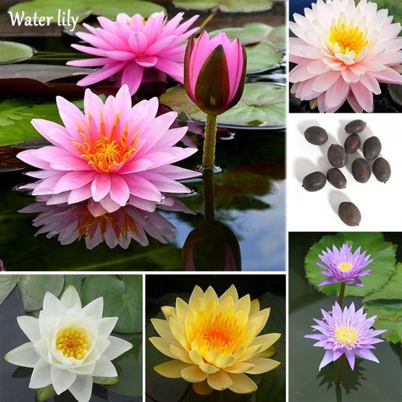 5 Fresh seeds/White color Bowl lotus/water lily flower /Bonsai Lotus