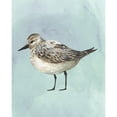 thumbnail image 3 of Popp, Grace 12x14 Black Modern Framed Museum Art Print Titled - Watercolor Beach Bird V, 3 of 5