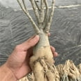 Adenium desert rose plant live Desert rose bonsai tree live indoor