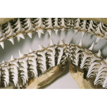 Shark Teeth and Jaws Print Wall Art