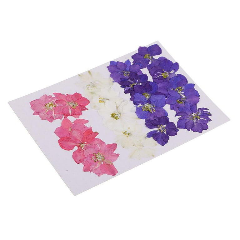 10X Real Dry Press Flower Pressed Dried Flowers for Nails Handmade Resin  Jewelry Making Materials( ajacis) 