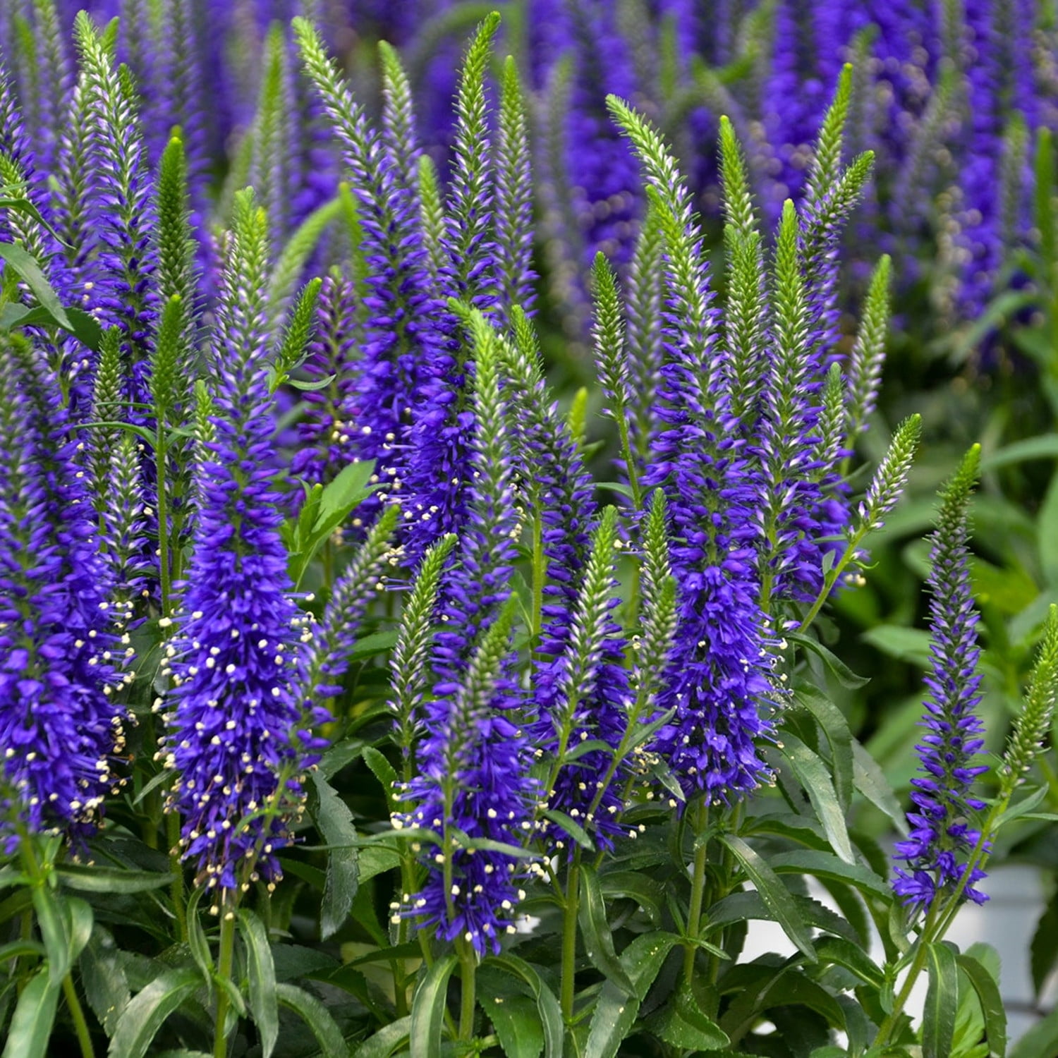 Proven Winners 6" Blue Magic Show 'Wizard of Ahhs' Spike Speedwell Live Plant in 7.5" Pot