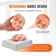 thumbnail image 6 of Professional 9-Part Human Brain Model, 1:1 Life Size Anatomically Accurate Detachable Brain with Detailed Labeling, Ideal for Neuroscience Research, Teaching, Learning and Display, 6 of 9