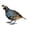 Down, variant on Regal Art & Gift Quail Male Decor Metal 7.75" Bird Statue