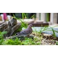 thumbnail image 5 of Mourning Dove on grass Garden Statue, 5 of 5