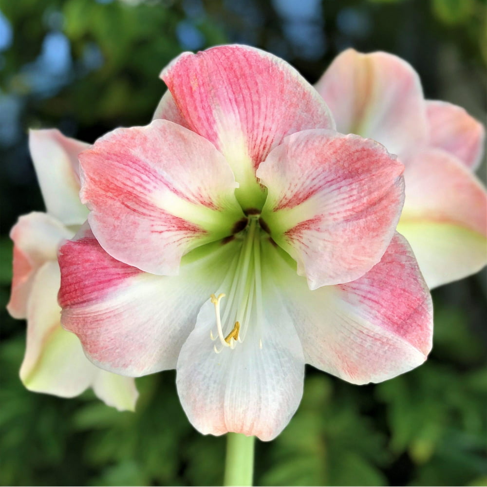 Amaryllis Apple Blossom (5 Pack) (5 Flower Bulbs) - Walmart.com