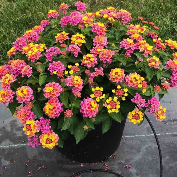 Deep Pink Lantana Live Plant, Shrub Vibrant Flower, Lantana Tree for Outdoor Spaces