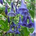 thumbnail image 5 of PEMDASGARDEN 25+ Blue Angel Trumpet (Datura) Flower Plant Seeds, 5 of 5