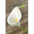 thumbnail image 4 of Artificial Calla Lily Flowers Wedding Bouquet Flower Decor Yellow Flower 10pcs Home Decoration Faux Calla Lilies Flower, Red Yellow, 4 of 5