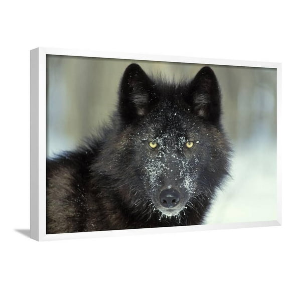 Black Grey Wolf with Snowy Face, Framed Art Print Wall Art Sold by Art.Com