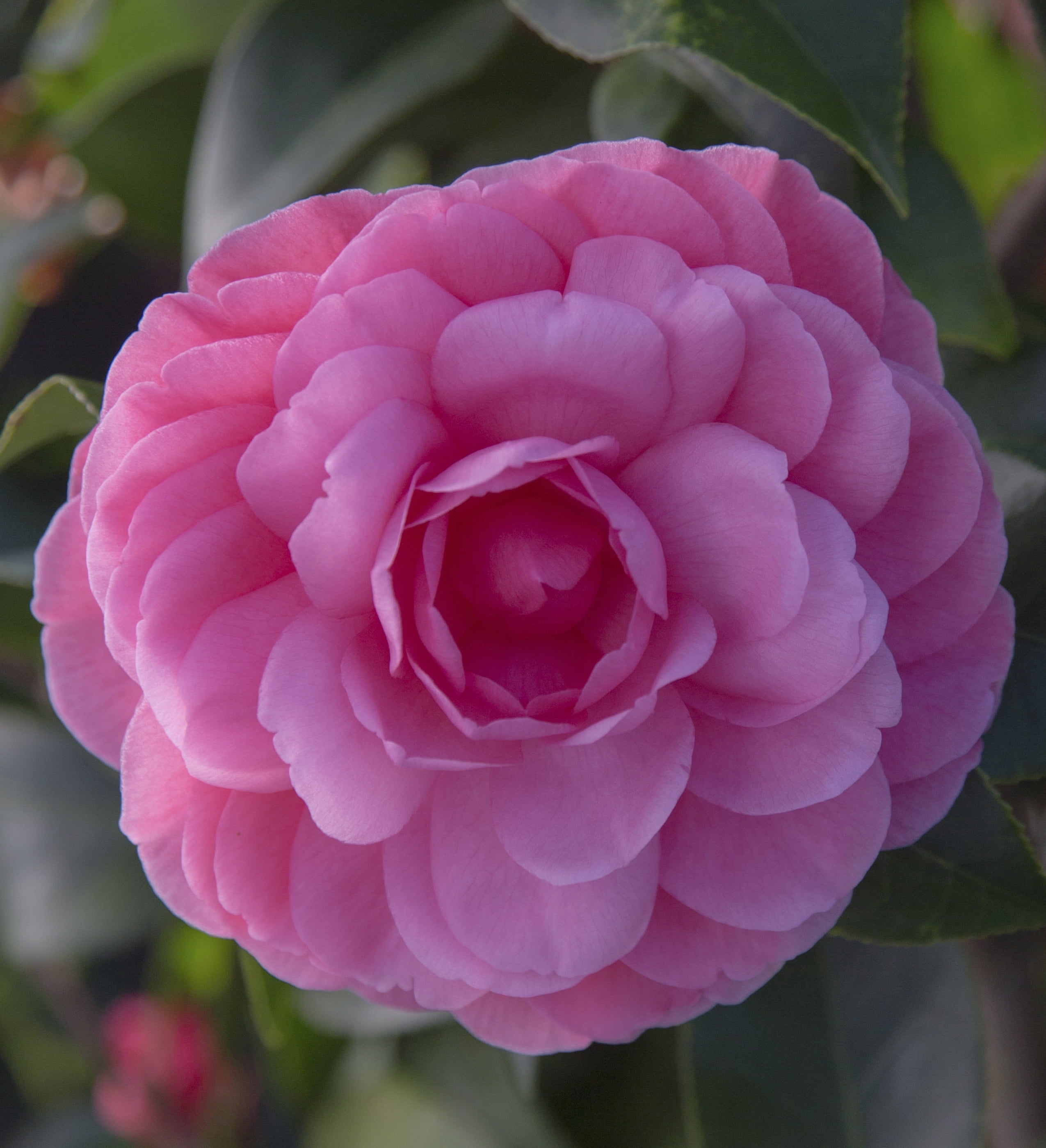 Southern Living Early Wonder Camellia Bush Live Shrub in 2.5-Quart Grower Pot