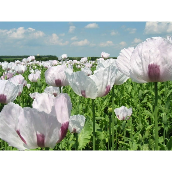 350 Seeds TASMANIAN Purple & White POPPY Papaver Somniferum Flower Seeds