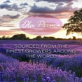 thumbnail image 3 of Ola Prima Australian Tea Tree Essential Oil, 4 fl oz, 3 of 5