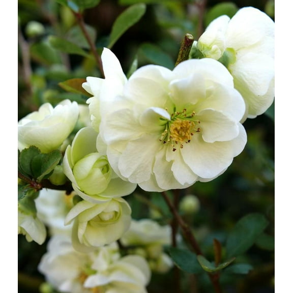 Double Take Eternal White® Quince
