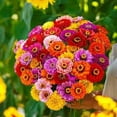 thumbnail image 5 of Isla's Garden Seeds California Giant Zinnia 200 Heirloom Flower Seeds, Non-GMO Vibrant Colors, 5 of 6