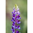 thumbnail image 6 of 100 ARROYO LUPINE (Hollowleaf Lupine / Succulent Lupine) Lupinus Succulentus Flower Seeds, 6 of 6