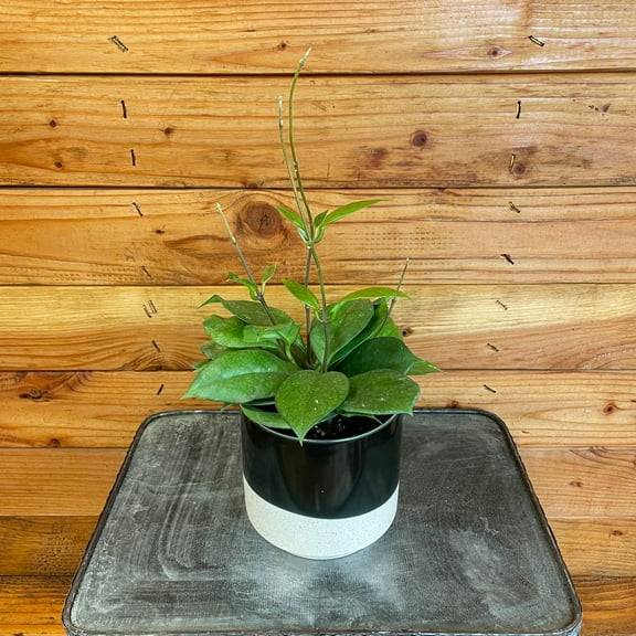 Hoya Fungii, 4" Plant, The Plant Farm