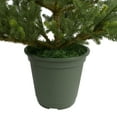 thumbnail image 5 of Northlight Real Touch™️ Potted Noble Pine Slim Artificial Christmas Tree - 4' - Unlit, 5 of 8