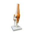 thumbnail image 2 of Modelo de articulación de la humana, con ligamento de , modelo anatómico de tamaño natural 1: 1, 2 of 9