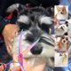 thumbnail image 4 of Tijeras de aseo, tijeras curvas para mascotas para perros y gatos, tijeras para doblar mascotas de acero inoxidable, aseo profesional para mascotas, 4 of 4