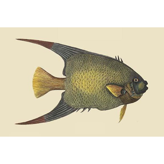 Angel Fish-Fine Art Canvas Print (20" x 30")