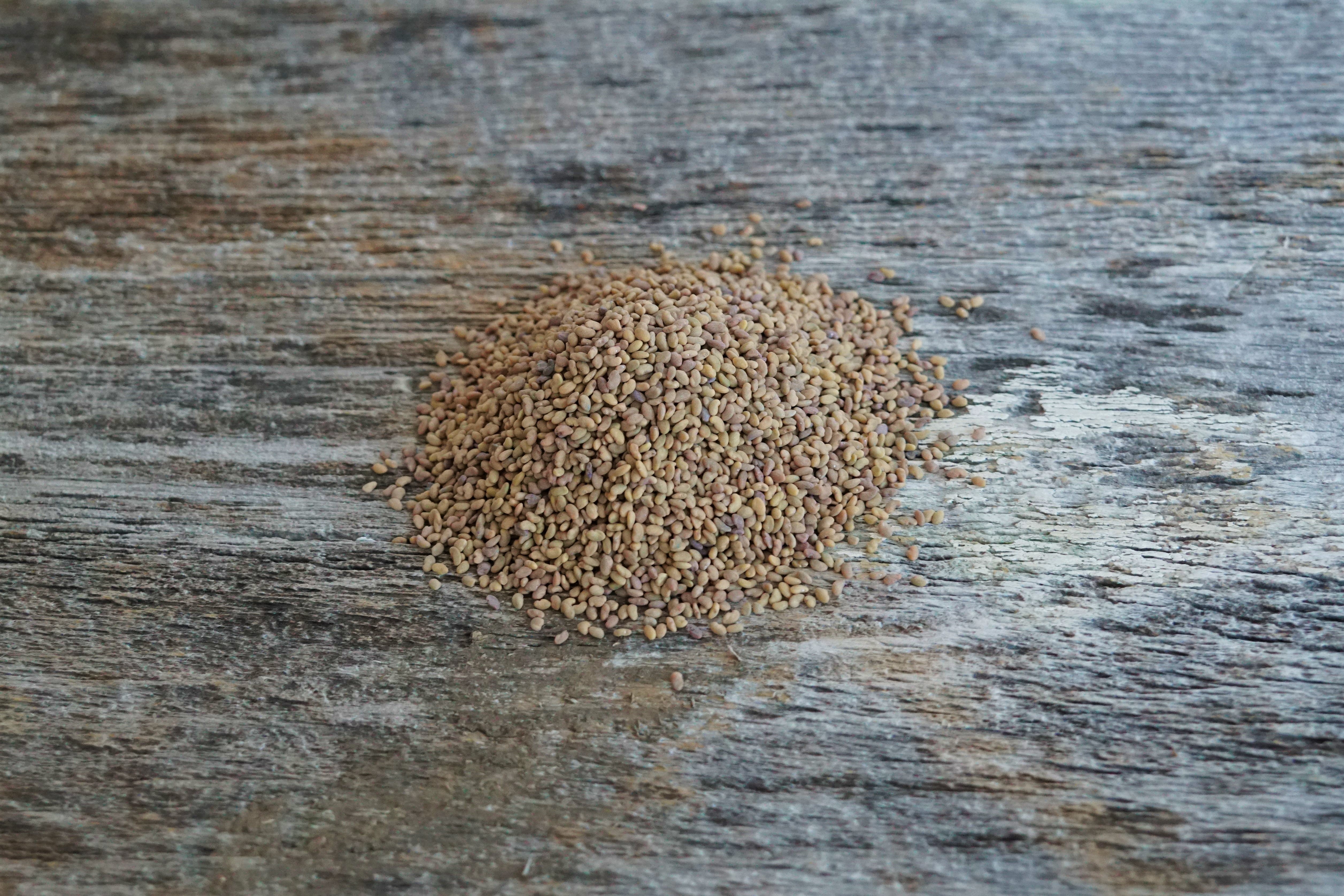 Hale Habitat & Seed Alfalfa Food Plot Seed, 5 lbs