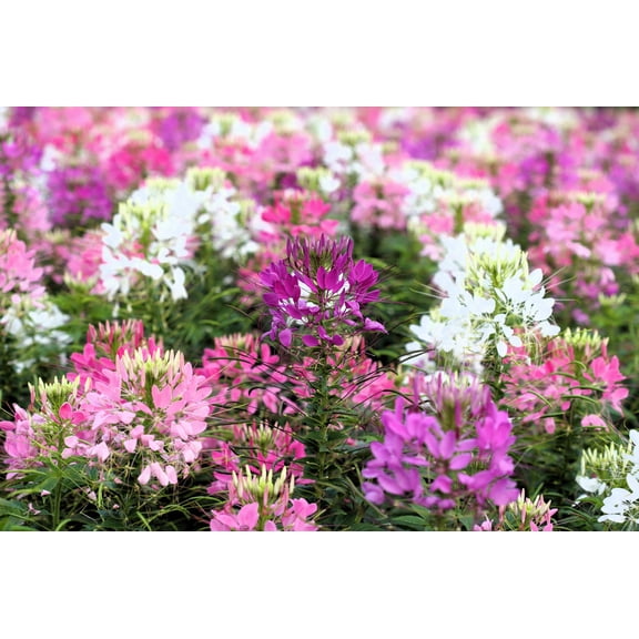 250 MIXED Colors QUEEN CLEOME (Spider Flower) Cleome Hassleriana Cleome Spinosa Flower Seeds