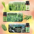 thumbnail image 3 of Essential Oils Set \u2013 6x10ml Aromatherapy Oil Collection for Diffusers, Peppermint, Lavender, Eucalyptus, Lemon, Rosemary, Lemongrass \u2013 Diffuser Oil & Huile Essentielle Pour Diffuseur, 3 of 7
