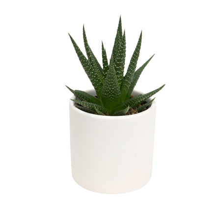 Altman Plants LoLite Haworthia Low Light Succulent in 3" White Decorative Pot (1 Count)