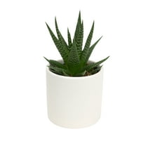 Altman Plants LoLite Haworthia Low Light Succulent in 3" White Decorative Pot (1 Count)