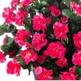 thumbnail image 6 of BKSDUEH Artificial Fake Outdoor Outside Flowers Plants, Faux Silk Camellia UV Resistant Realistic for Front Door Porch Patio Planter Balcony Garden Yard Home Decor, 6 Bundles, 6 of 8