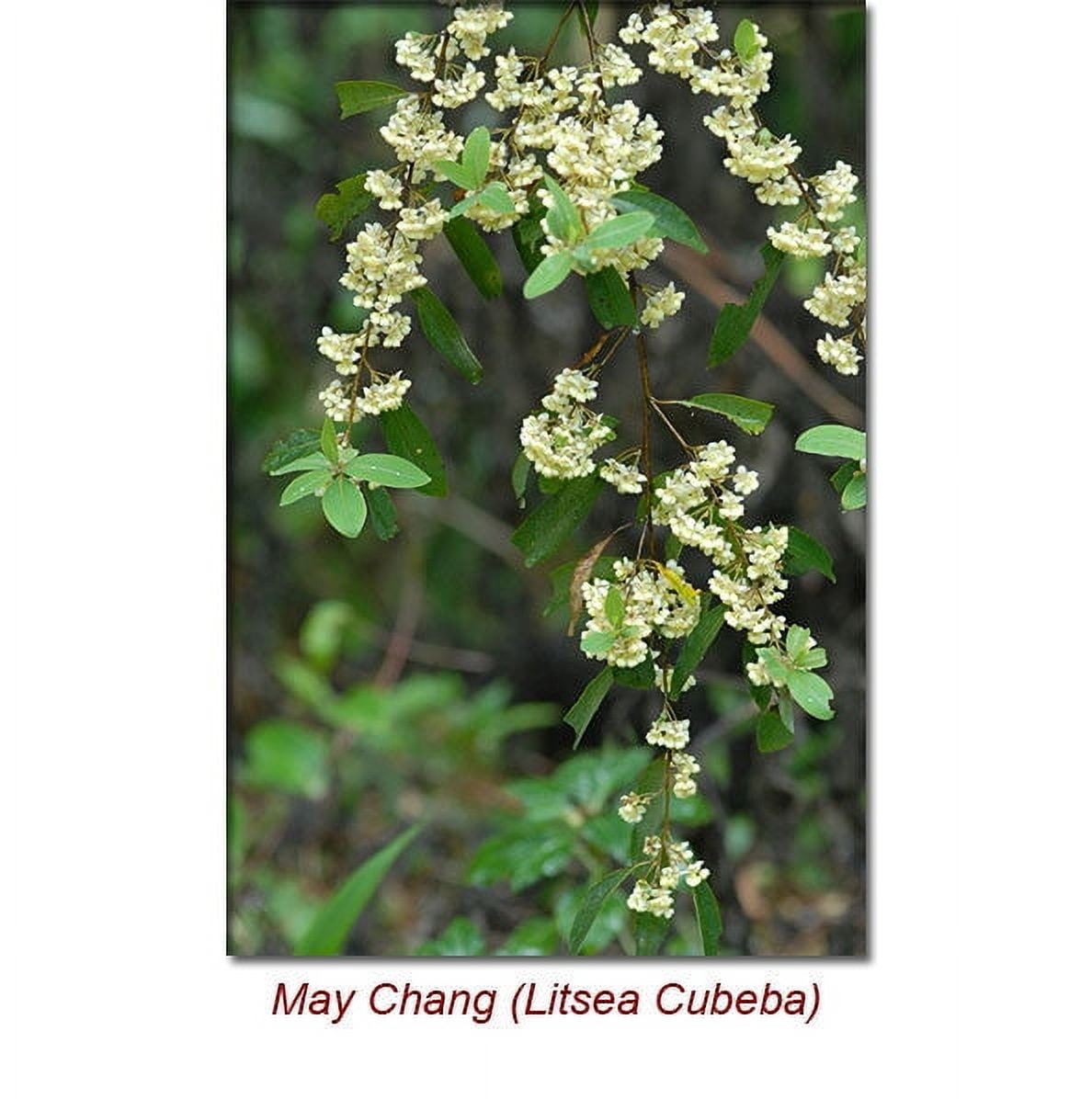 May Chang Essential Oil 1 fl oz (30 ml) - 100% Pure and Natural by Silky Scents