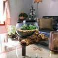 thumbnail image 4 of Things2Die4 Melted Glass Bowl on Teak Driftwood Base, 8–9" Terrarium Centerpiece Decor - Brown - Size 18.5 inch, 4 of 5
