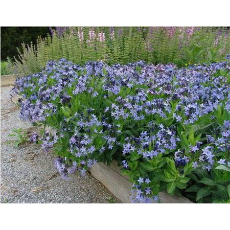Blue Ice Amsonia Perennial - NEW! -  Quart Pot