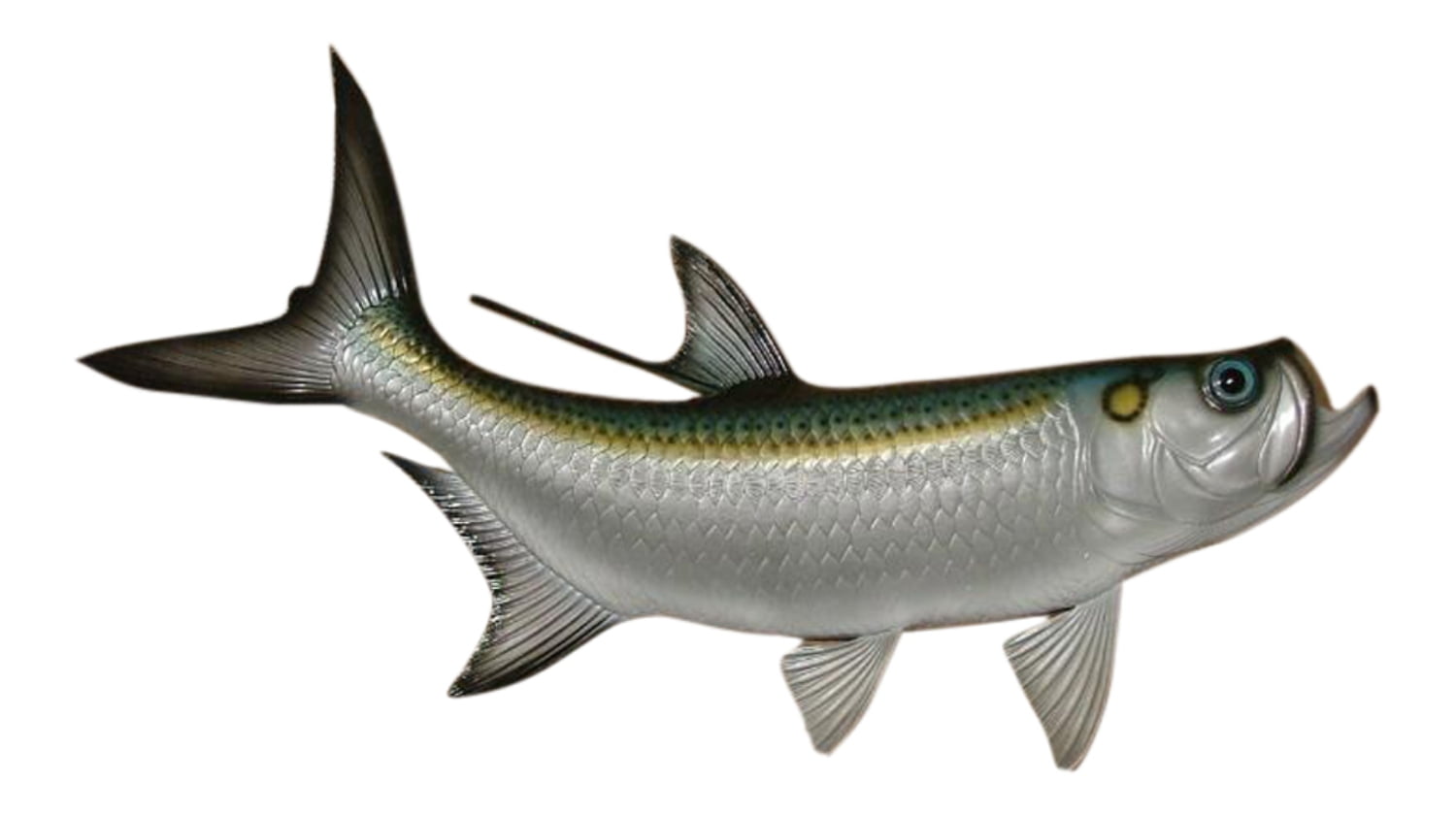 cyber monday saltwater fish