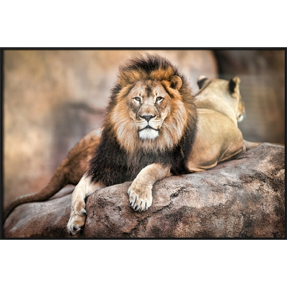 King Of The Pride Framed Nature Poster Print Lion Lioness King Of The Pride Framed Nature Poster Print Lion Lioness Size 36 X 24 Com