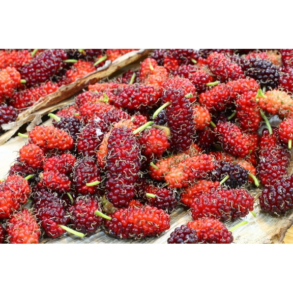 15 Seeds - Red MULBERRY Morus Rubra Fruit Bush / Tree Seeds
