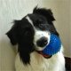 thumbnail image 5 of YUEHAO Pet Supplies Juguete para perros grandes con forma de diseño Juguete interactivo para masticar para perros Azul, 5 of 8