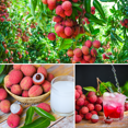 thumbnail image 4 of Lychee Plant, 3 - 5 Inches, Sweet Fruit, Lychee Plant for Gardening, 4 of 7