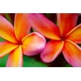 thumbnail image 2 of Jaynes Gallery 18x13 Black Ornate Wood Framed with Double Matting Museum Art Print Titled - Hawaii-Kauai Abstract of plumeria flowers, 2 of 4