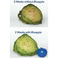 thumbnail image 4 of Bluapple Produce Saver Ethylene Gas Absorber 2-Pack - Keeps Fruits & Vegetables Fresh Longer, Lasts up to 3 Months, BPA Free, Made in USA, 4 of 6